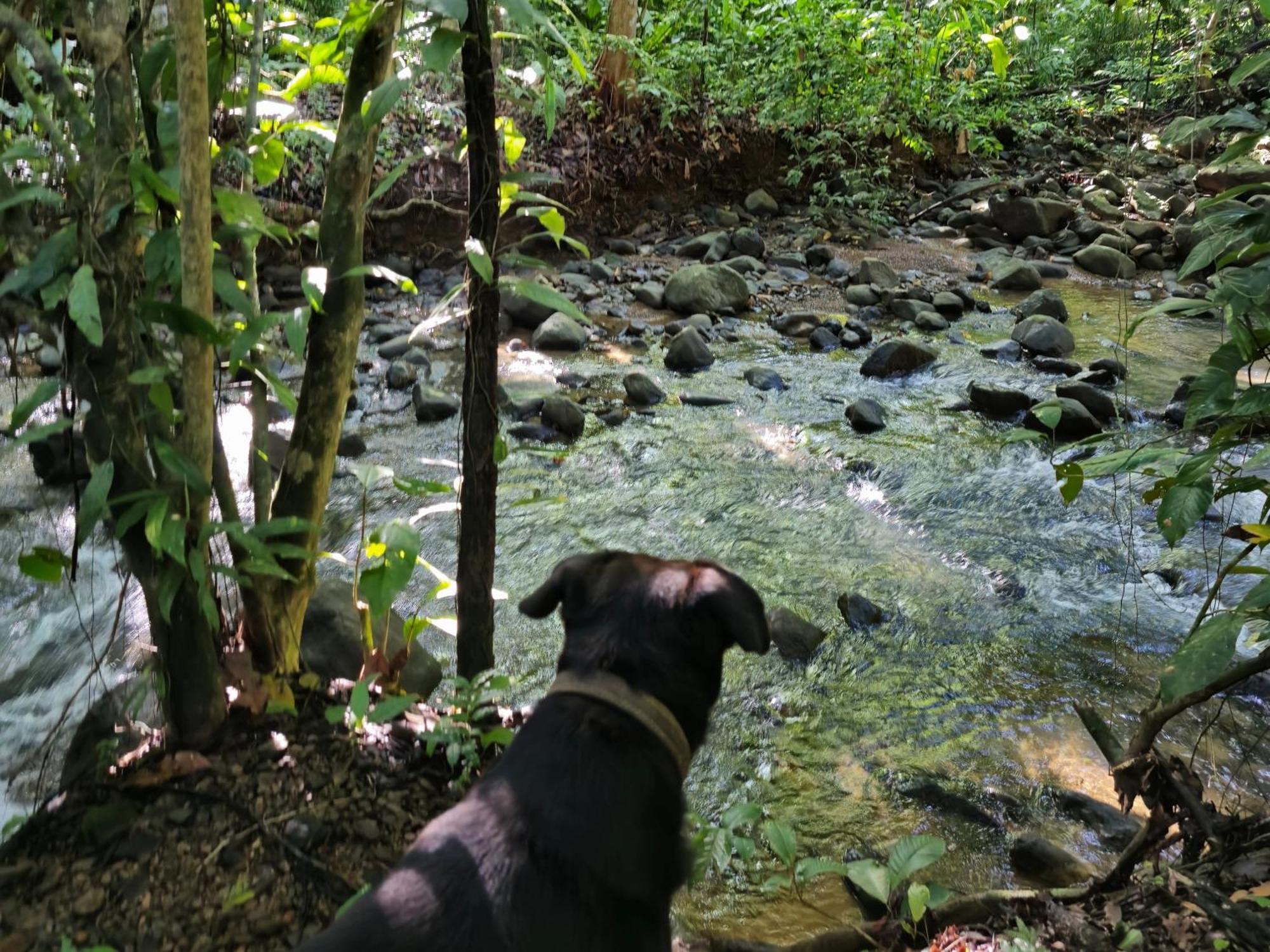 Cool Waters Jungle Villas Uvita Eksteriør billede